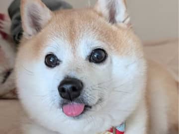 「まじか」「お茶吹いたわ！」　思わず二度見する柴犬の変化が…