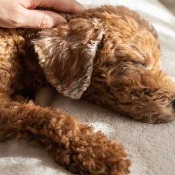 老犬に絶対NGな『お手入れの仕方』4選　避けるべき理由や正しいケア方法まで