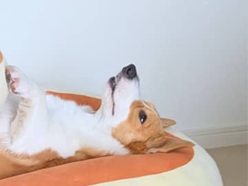 クッションの上で寝るコーギー　体を見ると？「笑った」「こんなサイズ感だったのね」
