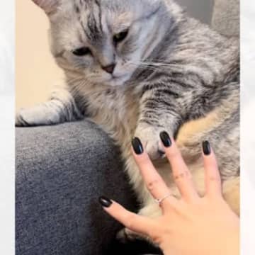 手を広げて『パー』をした猫→ママも真似して手を広げたら…まさかの『幸せすぎるやり取り』が151万再生「混ざりたい」「キュンキュンした」