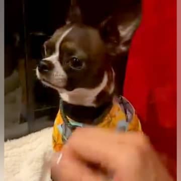 外で『いいこいいこ』しようとするとブチギレる犬→家に帰ると…衝撃的な『態度の豹変っぷり』が17万再生「思春期？ｗ」「ギャップ可愛い」