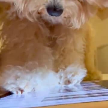 タブレットでピアノを演奏する犬…まさかの『天才ピアニストすぎる光景』が112万再生「実は犬なんだよね」「勢いで草」「落ち着けｗｗ」