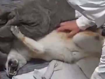 飼い主「必死に説得している」　散歩を拒否する柴犬に「そんなに嫌？」「子供みたい」
