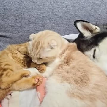 『眠っているハスキー犬と子猫』の間に挟まれている猫が…2匹の『お世話をする姿』が尊すぎると15万再生「母性溢れてるｗ」「めちゃ可愛い」