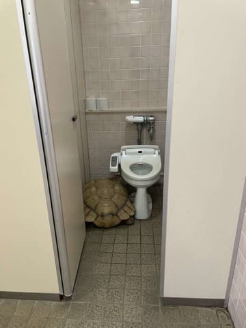 個室トイレに入ろうとしたら、先客大鎮座　水族館での衝撃体験に37万人驚がく...本人も「腰抜かしました」