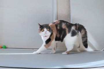 「スタコラ感があって良い」　ねこが“やんのかポーズ”で小走り　「瞬き厳禁」な光景が話題に