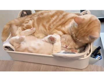 「ゴロゴロ音」が爆音で聞こえて振り向くと→癒しの光景が！　新入り子猫を“溺愛”する先住猫の姿が尊すぎた