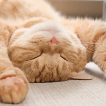 愛猫の『寝方』からわかる、あなたへの4つの愛情レベル！愛している人にしか見せない尊い寝姿とは？