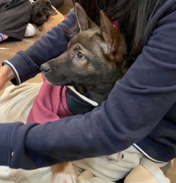 臆病でビビりなのに何度も膝の上に乗りにきた保護子犬→家族に迎えて1年、たくさんの幸せをもたらしてくれる存在に！