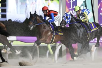 【帝王賞】吉原「チャレンジしたかった」高知シンメデージーは9着