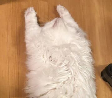 ヘソ天&バンザイ寝をする子猫、のびのびくつろぐ姿がまるで「ねこの開き」？　豪快に“落ちてる姿”にクスッ！