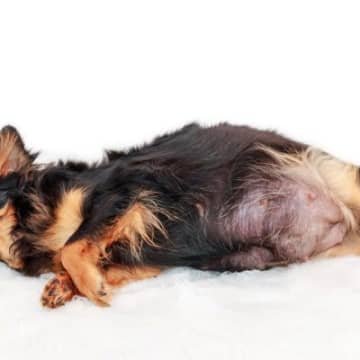 チワワの出産まとめ｜妊娠から子犬誕生までに必要な知識と準備