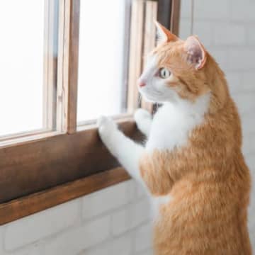 猫が『同じところをぐるぐる回る』理由6選　危険な病気が隠れているかも？