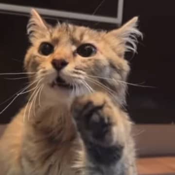 交通事故に遭い、『金網に引っかかっていた猫』が保護された結果…現在の様子に涙が止まらないと85万再生「顔つきが全然違う」「ありがとう」