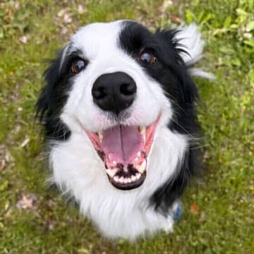 犬がヘビやマムシに咬まれたらどうすればいい？ 犬のヘビ咬傷の症状と対処法