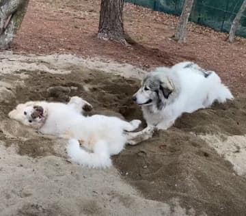 穴を掘って遊ぶ生後5カ月のグレート・ピレニーズの子犬と姉犬　仲よしな様子が尊い