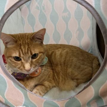 どこに置く？　テントがあれば猫ベッドは不要？　キャットテントQ＆A