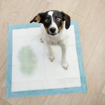 犬が『何度もおしっこをする』原因5選　頻尿かどうかを判断する基準とは？