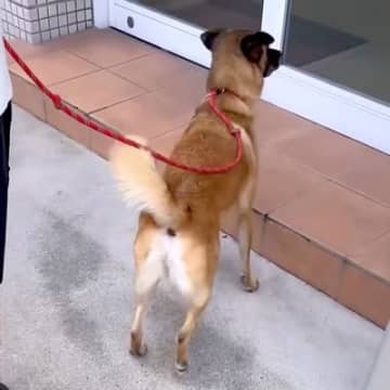 お出かけに大喜びする犬→行き先が『動物病院』だとわかった瞬間…『まさかの反応』と絶望の状況が8万再生「笑った」「気持ちは分かるｗ」