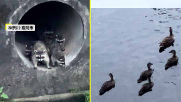 【独自】「食べられないかな…大丈夫かな」カモの家族狙う5匹の「かわいい」アライグマ　捕まえたら洗う？専門家「ほぼ洗うことはない」　神奈川・座間市