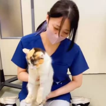 動物病院のスタッフさん→散歩させてあげようと猫を放したら…あまりにも尊い『まさかの反応』が51万再生「何と可愛い」「大好きなんだね」