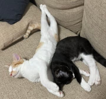 無防備すぎる姿で仲良く眠る保護子猫→半年後にはすっかり“おとなの風格”に！　成長ビフォーアフターにほっこり
