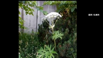 【危険】“猛毒植物”「バイカルハナウド」　新たに約40株発見…現場近くに保育園も　樹液に強い毒性で激しい皮膚炎起こす恐れ　札幌市