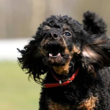 犬が人に喋りかけてくる心理4選　愛犬が一生懸命鳴いているときにすべき飼い主さんの対応とは？