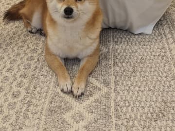 散歩に行こうとしない柴犬　横を見ると…「そういうことね」「強い意志を感じる」