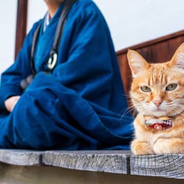 外国でも注目を集める『日本猫』ってどんな猫？その歴史や特徴など、魅力を解説！
