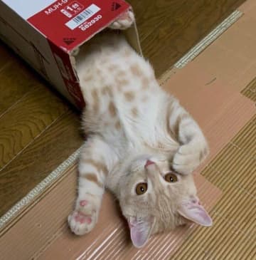 “ビックリ箱”のように箱の中から飛び出ていた子猫が3才に！　無邪気なところはそのまま、立派に成長した姿にほっこり