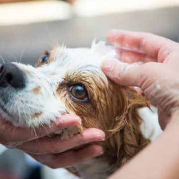 シャンプーの時に犬の顔を洗っても大丈夫？安全に洗うための注意点から嫌がる場合の対処法まで