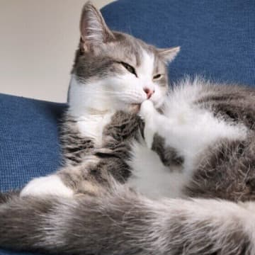 飲ませやすい液体の「食欲増進剤」が登場！　猫の最新医療を解説