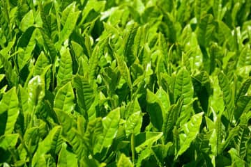 日本茶 価格適正化が課題 輸出は過去最高ペース