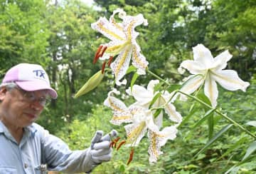 優雅なヤマユリ、甘い香り　植物園で見頃　茨城・利根
