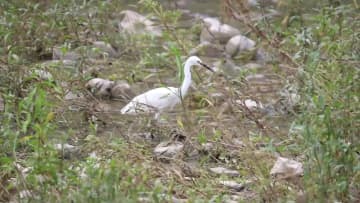竹林に集まるサギ、地域の風物詩に　中国貴州省