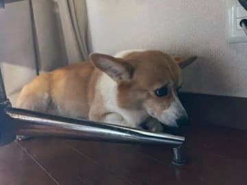 雷の音にガクガク！犬が大きな音を怖がる理由、対処法を獣医師に聞いた