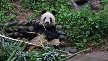 パンダのシンシンが20歳に　中国四川省