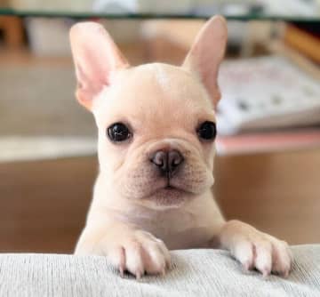 ソファから“ひょっこり”顔を出すフレブルの子犬　うたた寝中の飼い主を見つめる姿に胸キュン！