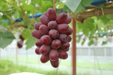 夏フルーツを使ったスイーツ特集！暑い日に食べたい旬の果物の贅沢デザート