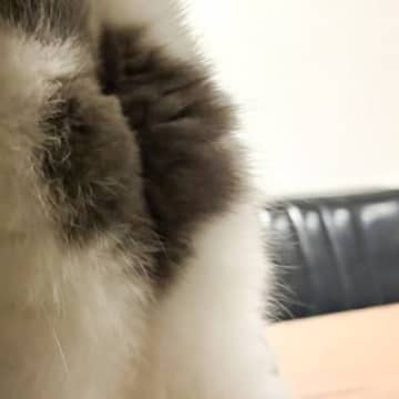 『キッチンを物色する猫』→後ろから撮影した結果…プリティーすぎる『おしり』に2万2000いいね「可愛いから許す」「思わず拡大したｗ」