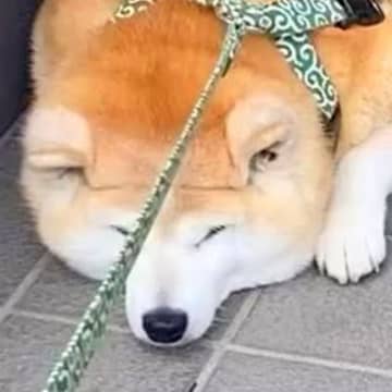 『行かないもん！』暑い日、犬が玄関先で散歩拒否をした結果…態度が豹変した『まさかの対処法』に46万再生の反響「待ってましたって感じｗ」