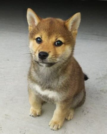 セカンドライフを考えていたときに出会った柴犬の子犬が、現在7才に！“家族の会話を豊かにする”かけがえのない存在に！