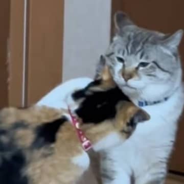 後輩猫にケンカを売られた先輩猫を見ていたら…まさかの『勝利方法』が面白すぎると42万再生「勝手に挑んで勝手にｗ」「流石の貫禄ｗｗ」
