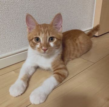 小さくてひょろっとしていた元野良の子猫を家族にお迎え→5年後には「丸顔でふくふく」に！　幸せな成長姿にほっこり