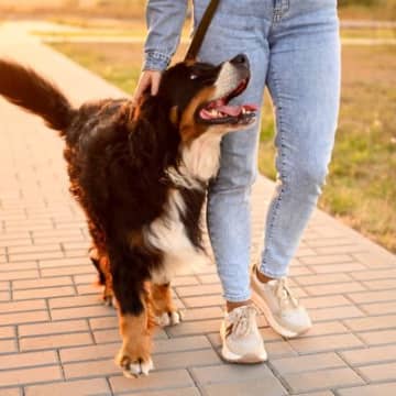 犬を散歩させるときの『適切な時間・距離』とは？最適な頻度やタイミングまで