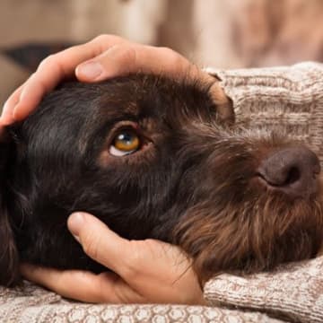 犬が『愛情を求めている』ときに見せるサイン5選　孤独感や不安を解消させる方法とは