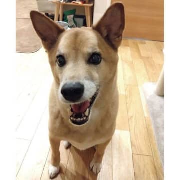うっかり「オヤツ」と言ったら寝ていたはずなのにニコニコ笑顔でおねだり!?　臆病な元保護犬の愛らしい姿にほっこり