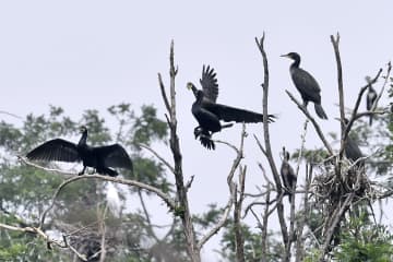北京のダムで幼鳥が飛ぶ練習