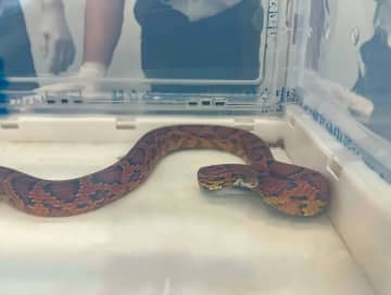 幼児が乗るベビーカーに生きたヘビ隠す、税関で摘発―香港メディア